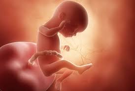 hafta hafta gebelik gelisimi 16 haftalik gebelik donemi canbebe blog