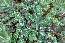 Image result for Crassulaceae