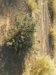 Image result for Chascanum pumilum