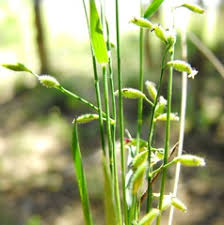 Image result for Aristida stipoides