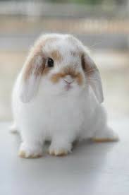 magnificent rabbit rabbitlove indoors magnificent rabbit rabbitlove niedliche tierbabys susse tiere babytiere