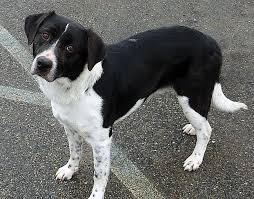 Black And White Border Collie Lab Mix Puppy 2 Year Old Border Collie Lab Mix An Estimate Of What My Oliver May Look Like In Some Months Smartest Dogs Mixed Breed Dogs Puppy Paws