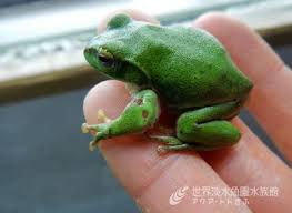かまれちゃったシュレーゲルアオガエル 生き物 カエル