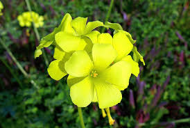 Image result for Oxalis pes-caprae