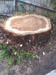 Then you need to paint the stump as soon as you can with a if the stump is painted quickly, within 10 minutes the tree will die and no new sprouts will emerge. Can You Kill A Tree Stump With Poison Essex Tree Stump Grinding Can You Kill A Tree Stump With Poison