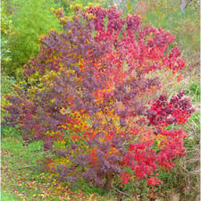 Image result for Sapium