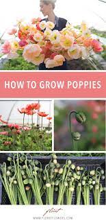 Pin On Cut Flower Garden Growing Resources