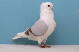 Old German Owl Red Bar Pet Birds Unique Animals Animals