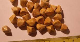 Dealing With Bladder Stones In Dogs Gallstones Cleanse Products Gallbladder
