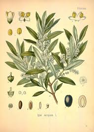 Image result for Oleaceae