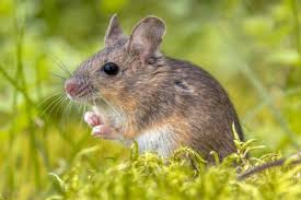 Pin By Imogen On Rodents I Love Animals Wildlife Habitats