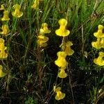 Image result for Utricularia scandens
