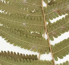 Image result for Christella hispidula