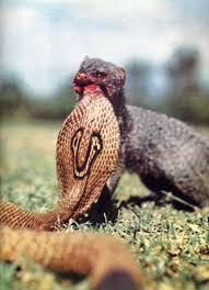 Other mongooses, specifically the indian gray mongoose, h. Indian Grey Mongoose Vs Cobra