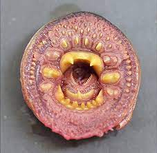 568 neunauge ( lamprete, pricke, bricke , petromyzon art.), gattung aus der ordnung der rundmäuler , aalähnliche, nackte, fischähnliche tiere mit knorpeligem skelett , von. Phanomen In Alaska Warum Diese Wasserkreaturen Vom Himmel Fallen Welt