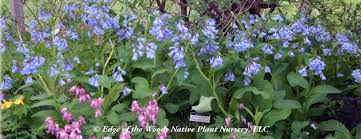 When bluebell buds first form, they are pink, but when they start to bloom, the flowers change their red pigmentation to blue—a color much more likely to attract pollinators. Spring Ephemeral Native Plants