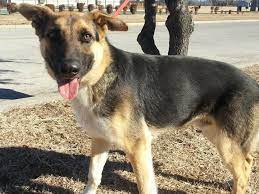 Rescued Furbabies Of Lancaster Texas Code Red Due To Time And Space Needs Out By 5 Pm 1 23 14 Ralph Young German Shep Mix Friendly Boy This Dog Is