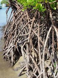 Image result for Ceriops