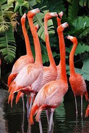 pink flamingos and tropical foliage balikcil tropikal doga