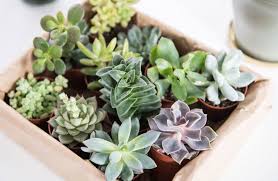 7 Styling Ideen Fur Mini Sukkulenten Soul Follows Design Mini Sukkulenten Sukkulenten Ikea Teelichthalter