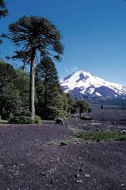 Image result for Arauk rie Araucaria