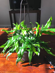 Flowers will eventually appear on the terminal ends of those stems. Help Me Please Everything At Lowes Is An Exotic Angel Basket What Is This And How Should I Care For It Houseplants