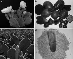 To keep your cacti healthy and beautiful, you must prevent them from being overwatered. Functional Components And Medicinal Properties Of Cactus Products Springerlink