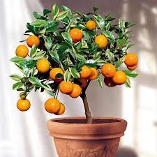Check spelling or type a new query. Fruit Trees In Pots Varieties Of Fruits That You Can Grow In Containers Interior Design Ideas Ofdesign