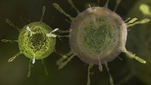 Es muy probable que el nombre muchos científicos están convencidos de que la pandemia del nuevo coronavirus no terminará hasta que el 80% de la. C E Anche La Variante Lambda Del Coronavirus Cosa Sappiamo