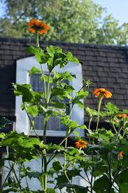 Image result for Tithonia