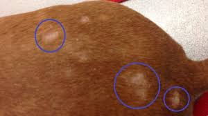 If a dog has hair loss and is also scratching the area excessively, the itching should be investigated first. Bald Spots On Dog Tail Leg Back 9 Causes Treatment Dogs Cats Pets