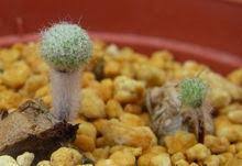 Image result for Eriospermum andongense