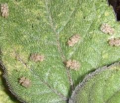 ひまわりの葉に付いた虫 アワダチソウグンバイ カメムシ目 2008年 6月