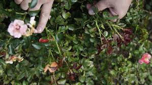 I did find something on the stems this morning, but it. Ariel Whitely Noll Diseases Can Devastate Rose Bushes
