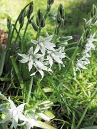 Image result for Behniaceae