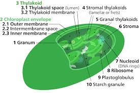 Chloroplasts are organelles (compartments) found in plant cells and eukaryotic algae that conduct photosynthesis. Thylakoid Wikipedia