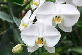 These 15 Phalaenopsis Orchid Facts Will Show You Why The Most Popular Flowering Houseplant In The World Is Also One Of Phalaenopsis Orchid Orchids Phalaenopsis