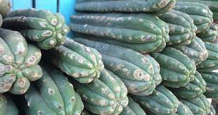 The fascinating forms which the cactus can take on make you want to keep. Pin On San Pedro Cactus