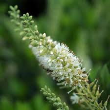 Maybe you would like to learn more about one of these? Zwerg Susspfefferstrauch Clethra Alnifolia Hummingbird Weiss