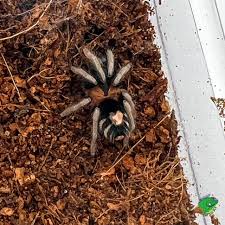 Image result for Tridactyle virgula