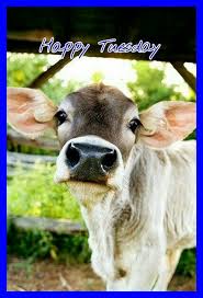 Happy Tuesday Animals Animals Beautiful Baby Animals