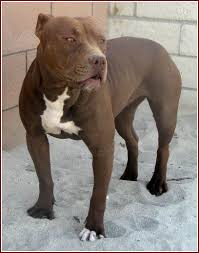 Pitbull This Is What Baby Is Going To Look Like But With Out Clipped Ears For Some Reason Im Addicted To The Ones That People Pitbull Colors Pitbulls Animals