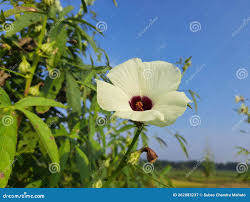 Image result for Hibiscus diversifolius