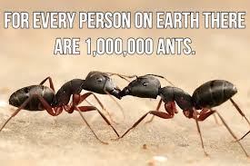 22 Facts To Blow Your Mind In 2020 Get Rid Of Ants Rainforest Animals Rid Of Ants