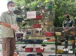 Specialize in food production, subsidy and subsidi kerajaan. Pesawah Simpan Burung Ruak Ruak Ditahan