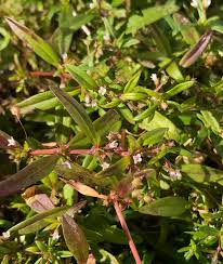 Image result for Oldenlandia capensis