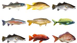 Any french speaker will notice that poisson means fish, but really there's nothing fishy about this distribution. Les Poissons De Janvier