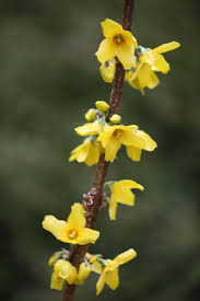 Forsythia Intermedia Goldrausch Forsythia Goldrush Plants Forsythia Seaside Garden
