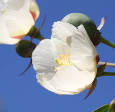 Image result for Azanza lampas