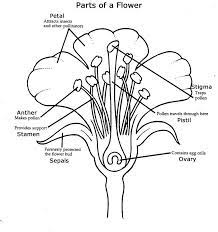 Learn About Plants With Flower Dissection Parts Of A Flower Diagram Of A Flower Parts Of A Plant